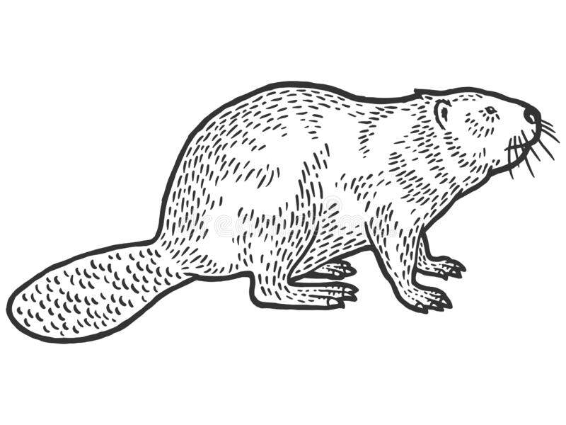 Detail Beaver Images Clip Art Nomer 30