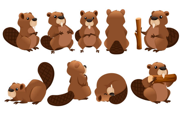 Detail Beaver Images Clip Art Nomer 7