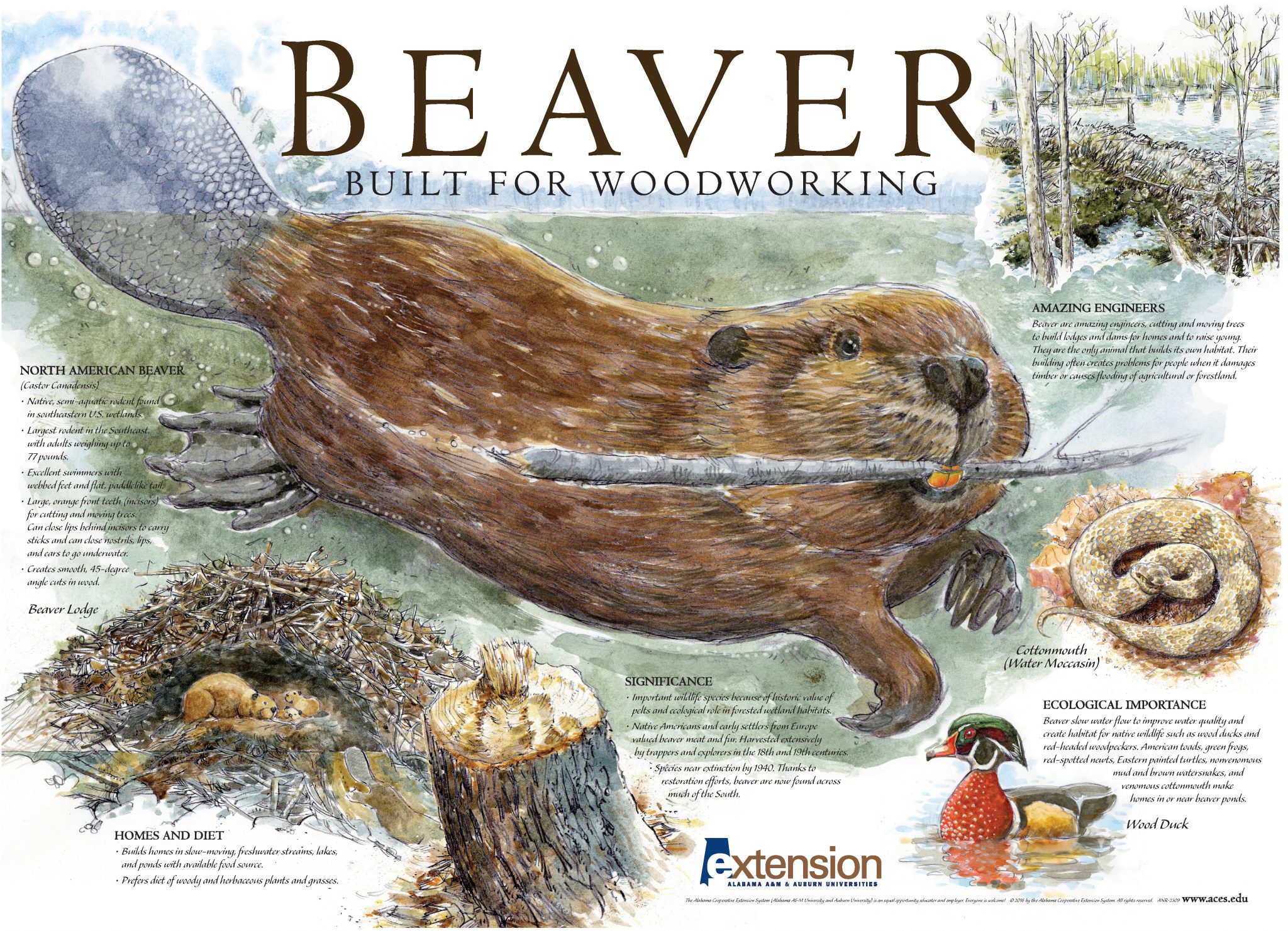 Detail Beaver Pics Nomer 36