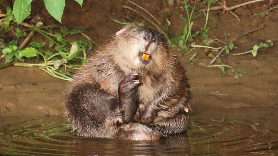 Detail Beaver Pics Nomer 56
