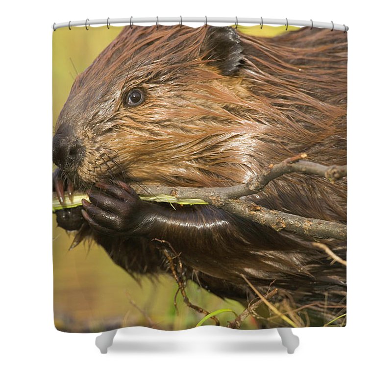 Detail Beaver Shower Curtain Nomer 12