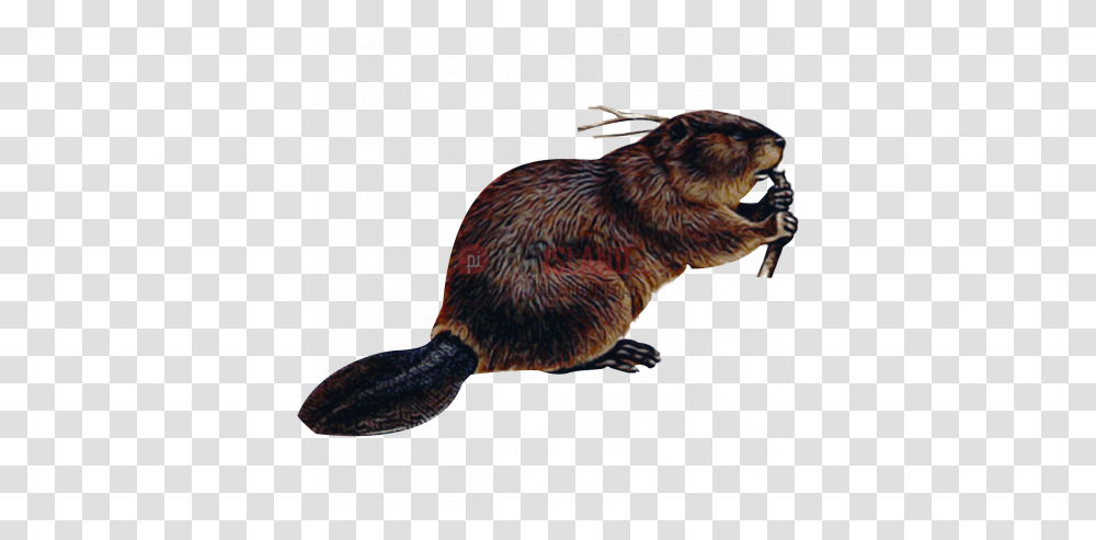 Detail Beaver Transparent Background Nomer 12