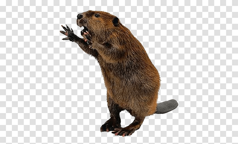 Detail Beaver Transparent Background Nomer 16