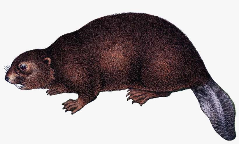 Detail Beaver Transparent Background Nomer 22