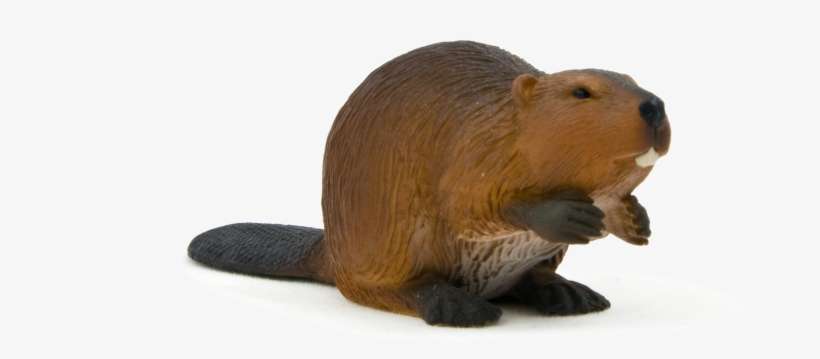 Detail Beaver Transparent Background Nomer 35
