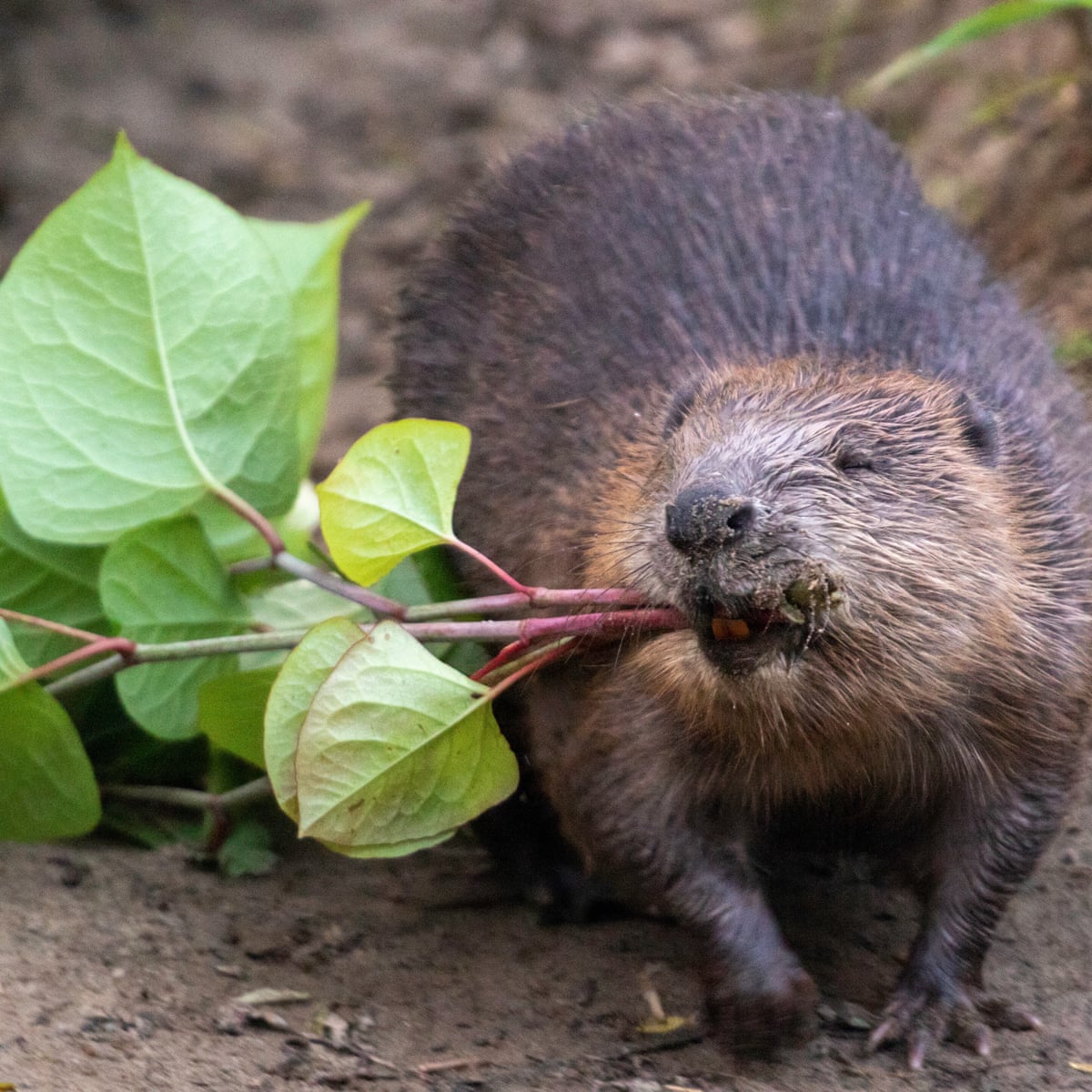 Hairy Beavers