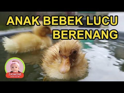 Detail Bebek Lucu Berenang Nomer 47