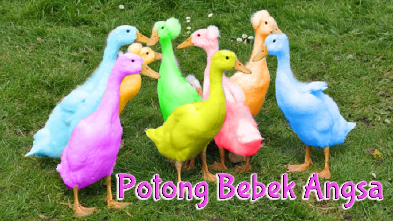 Detail Bebek Warna Warni Nomer 21