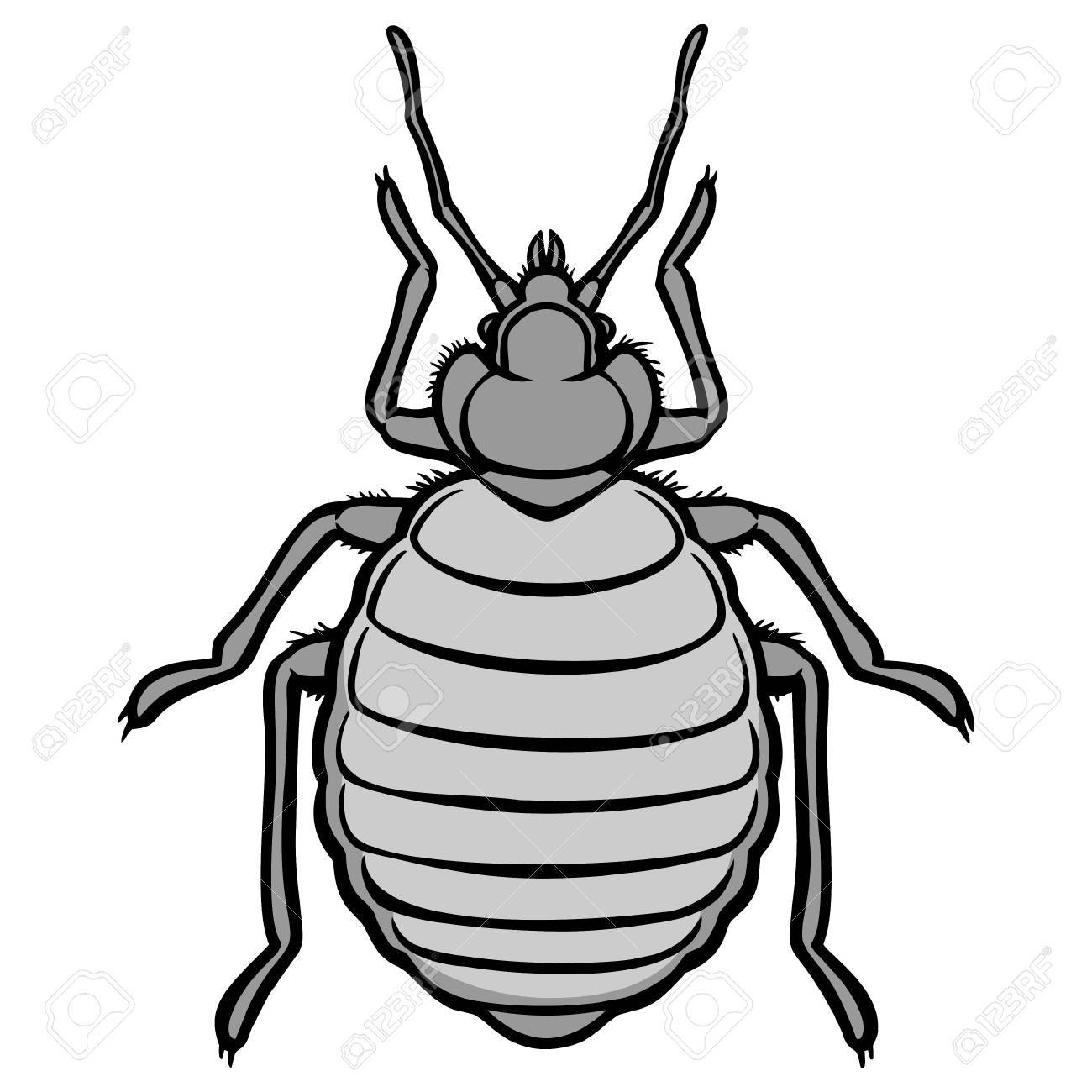 Detail Bed Bug Clipart Nomer 20