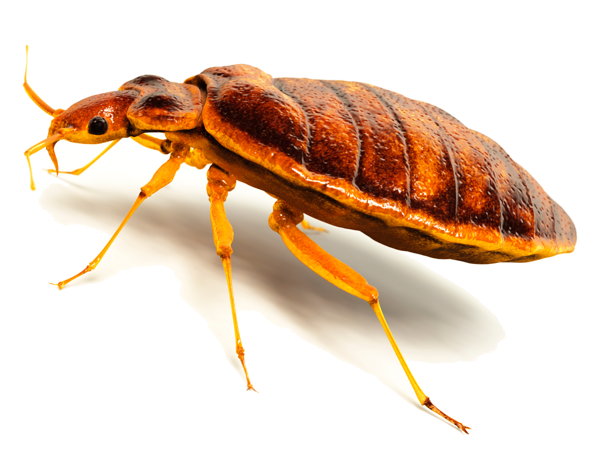 Detail Bed Bug Clipart Nomer 31