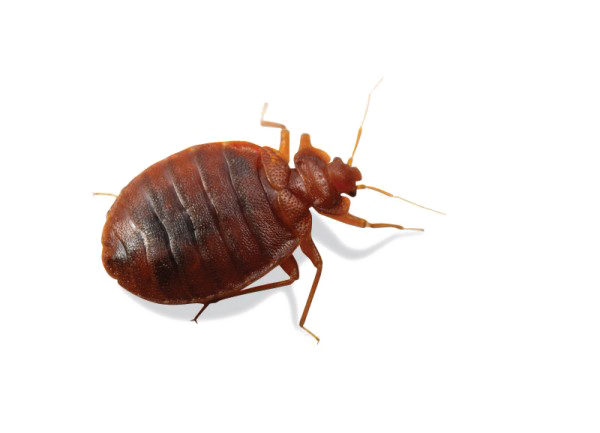 Detail Bed Bug Clipart Nomer 33