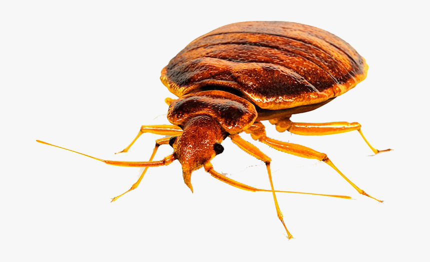 Detail Bed Bug Clipart Nomer 39