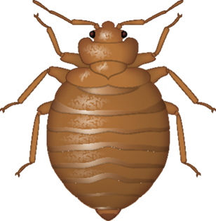 Detail Bed Bug Clipart Nomer 9