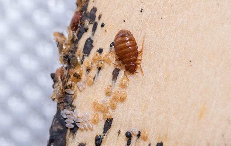 Detail Bed Bug Image Nomer 12