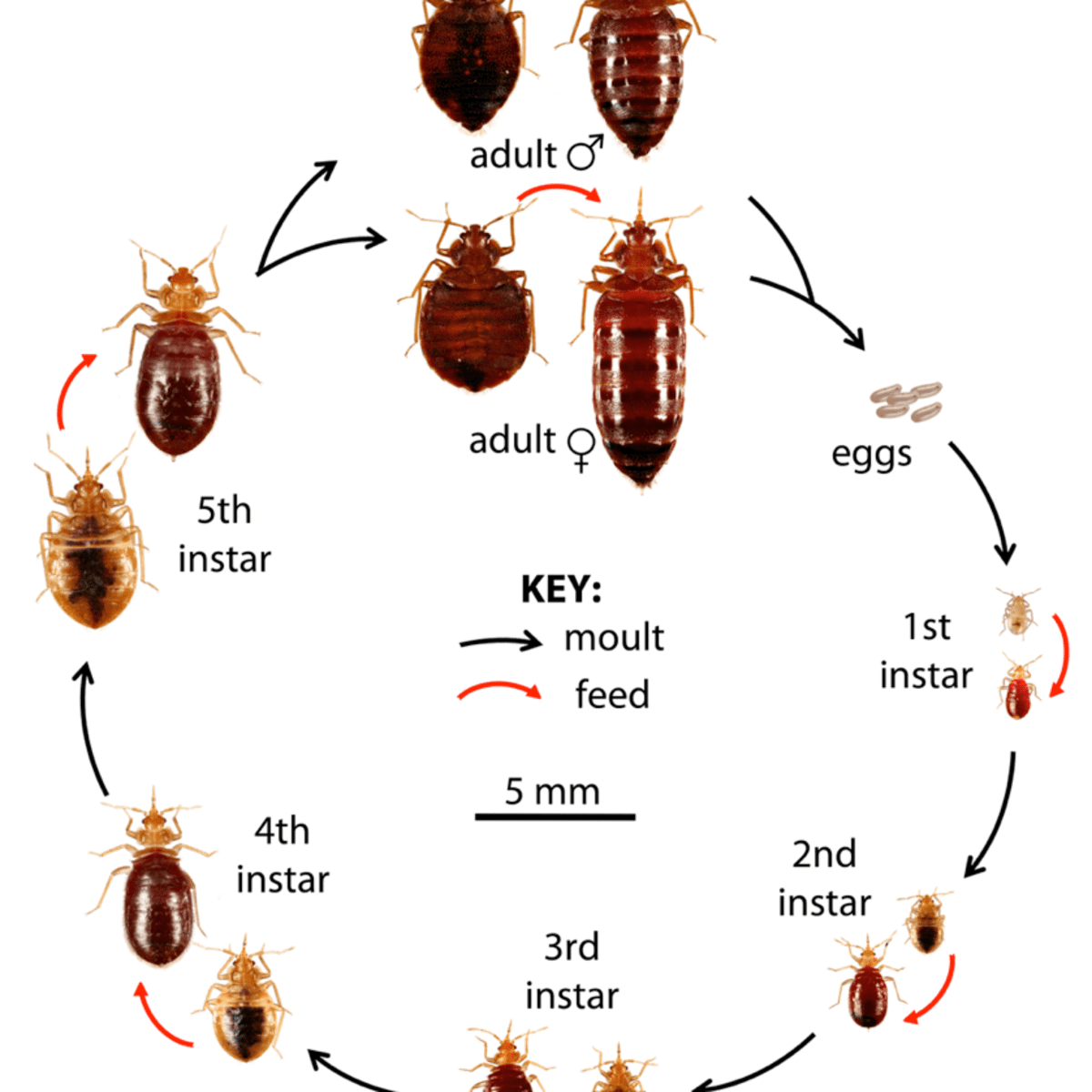 Detail Bed Bug Image Nomer 17