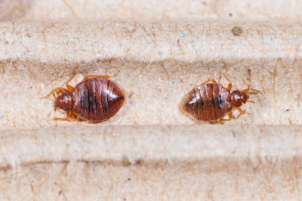 Detail Bed Bug Image Nomer 25