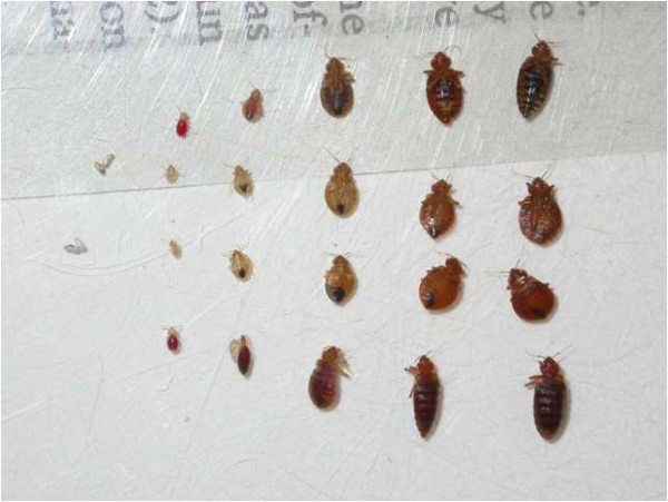 Detail Bed Bug Image Nomer 30