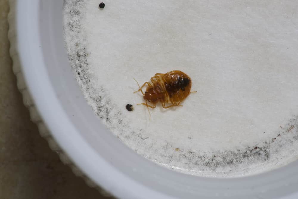 Detail Bed Bug Image Nomer 35