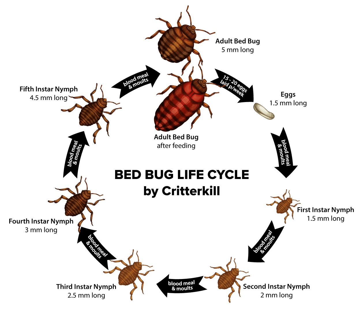 Detail Bed Bug Image Nomer 37