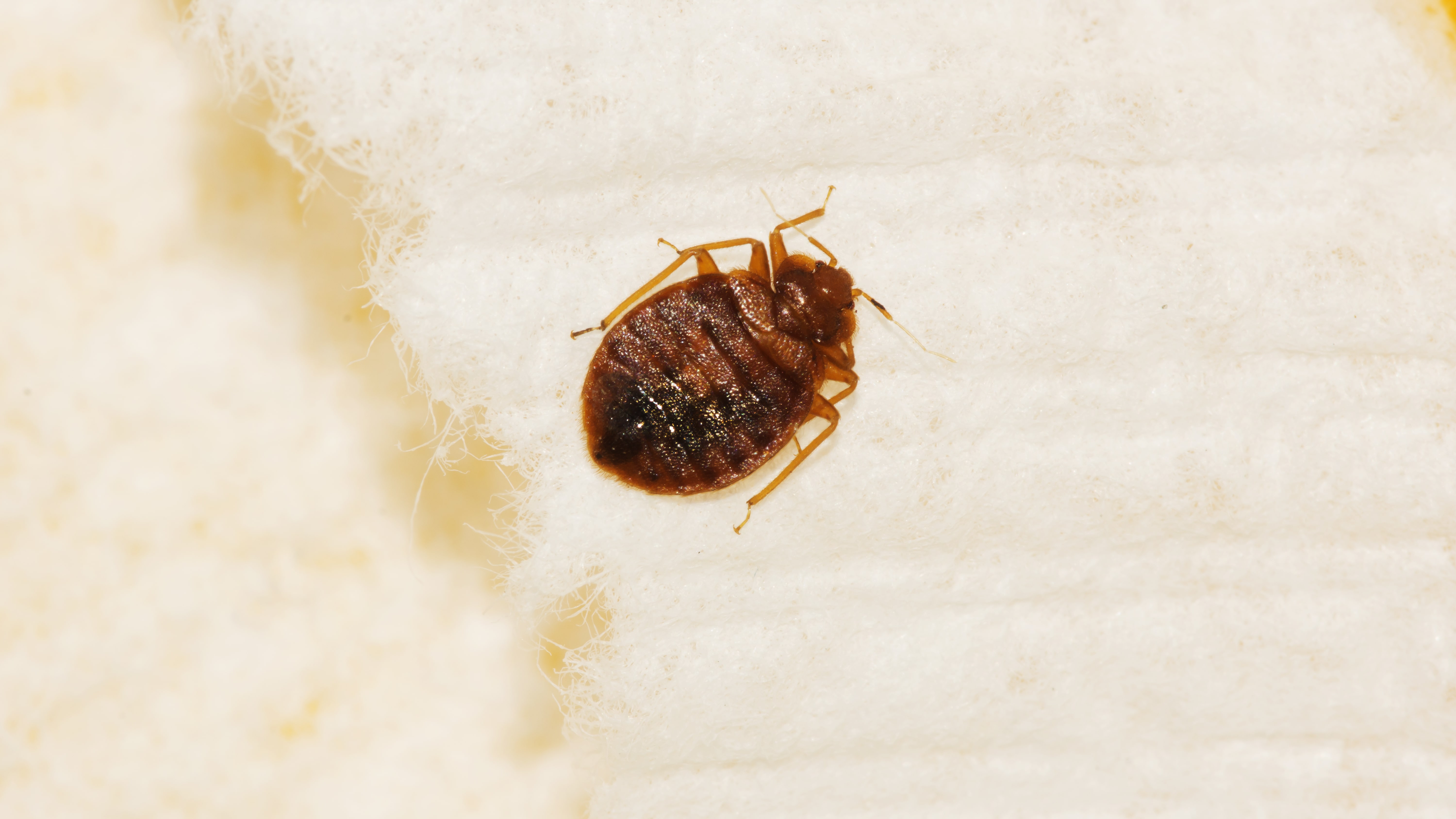 Detail Bed Bug Image Nomer 40