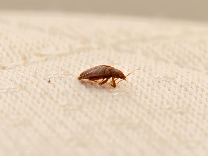 Detail Bed Bug Image Nomer 43