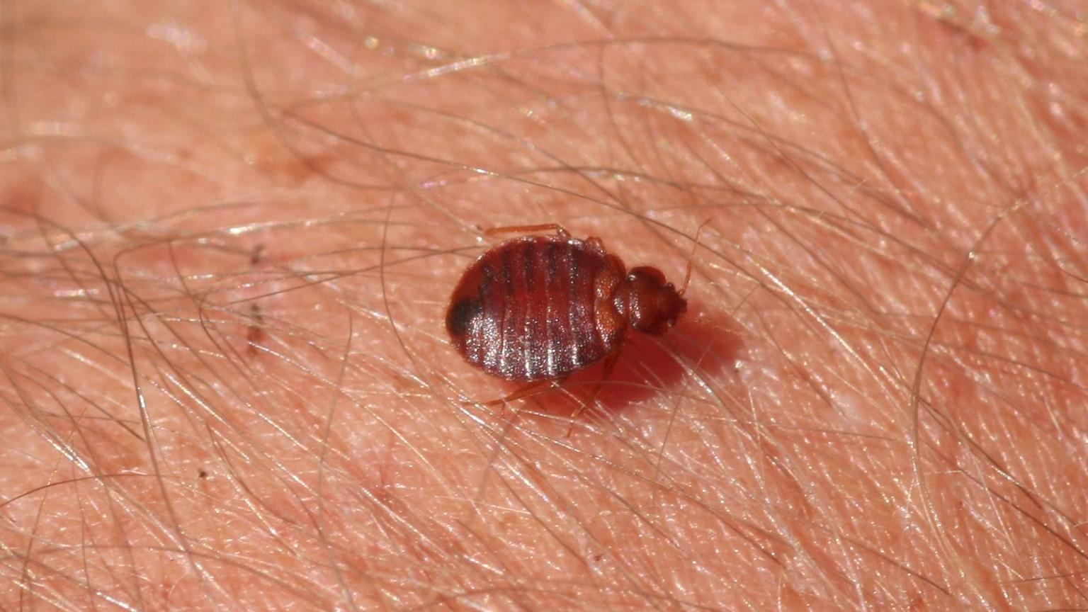 Detail Bed Bug Image Nomer 5