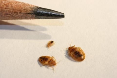 Detail Bed Bug Image Nomer 44