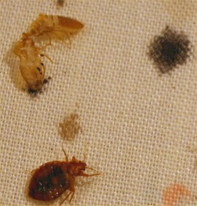 Detail Bed Bug Image Nomer 45