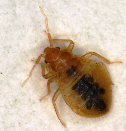 Detail Bed Bug Image Nomer 47