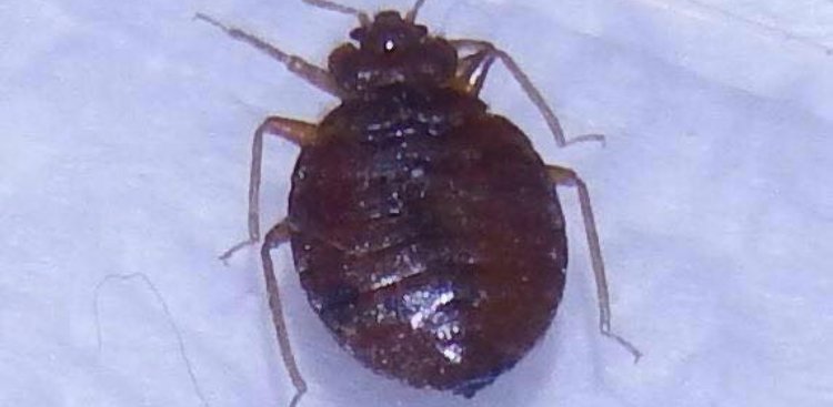 Detail Bed Bug Image Nomer 49