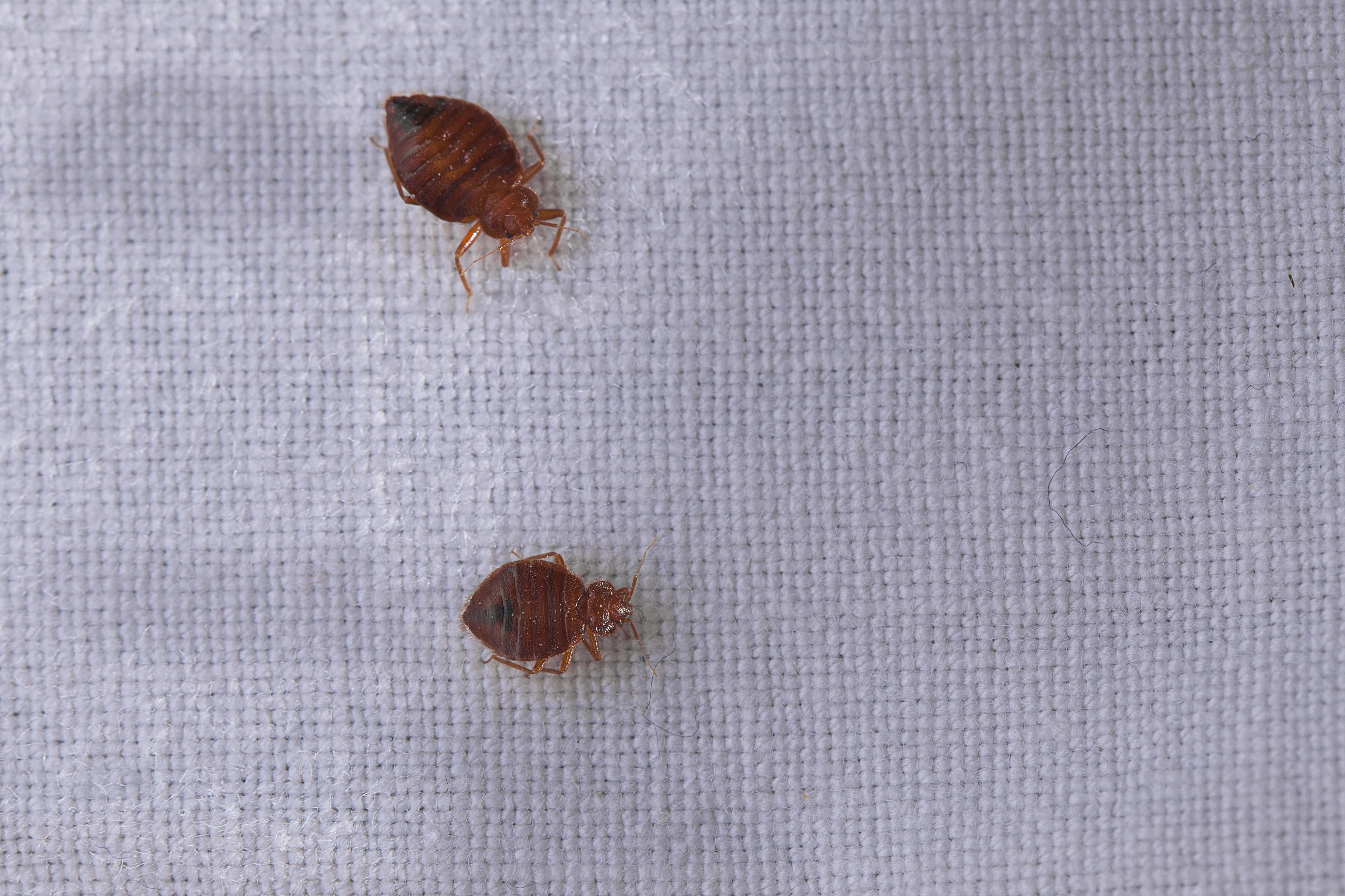 Detail Bed Bug Image Nomer 53