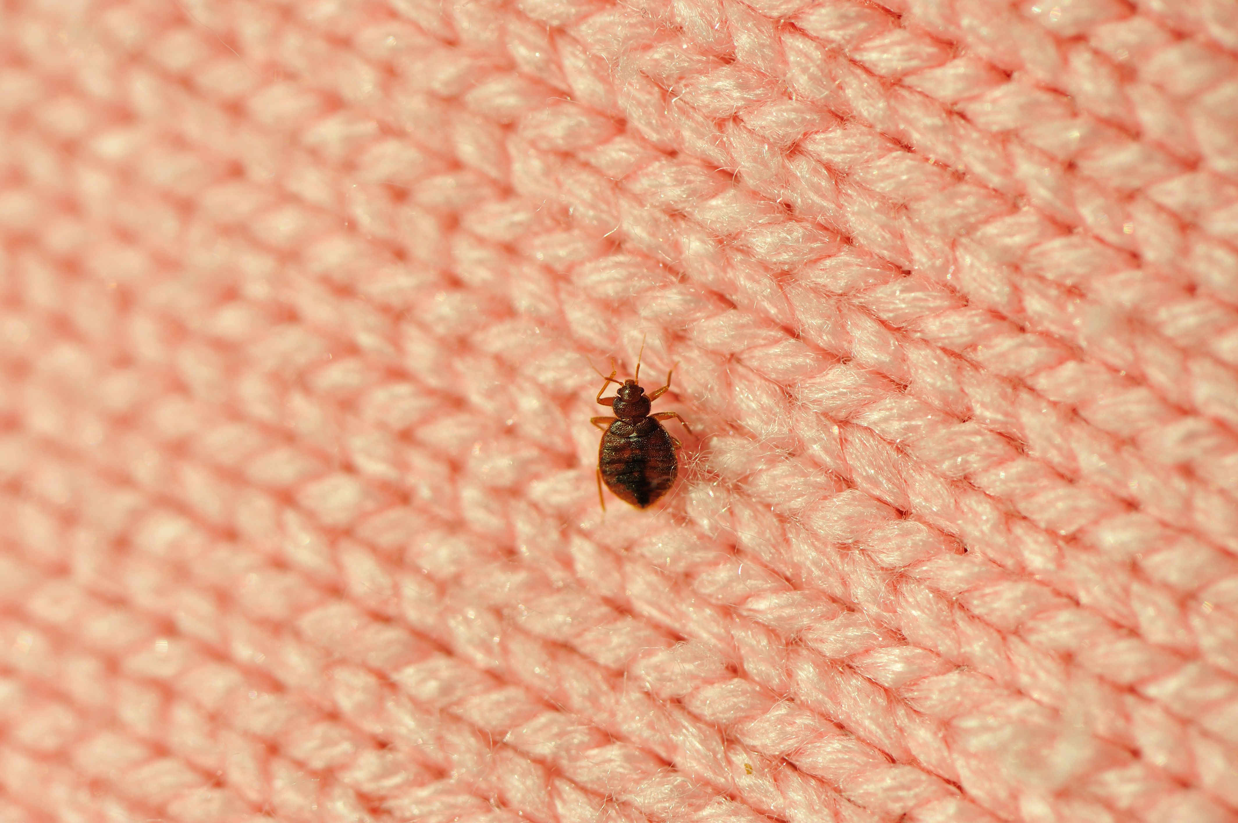 Detail Bed Bug Image Nomer 6