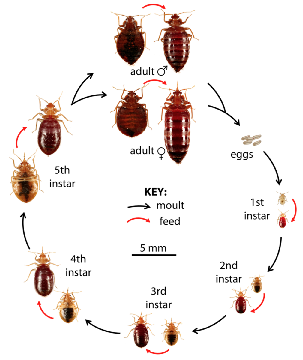 Detail Bed Bug Images Nomer 15