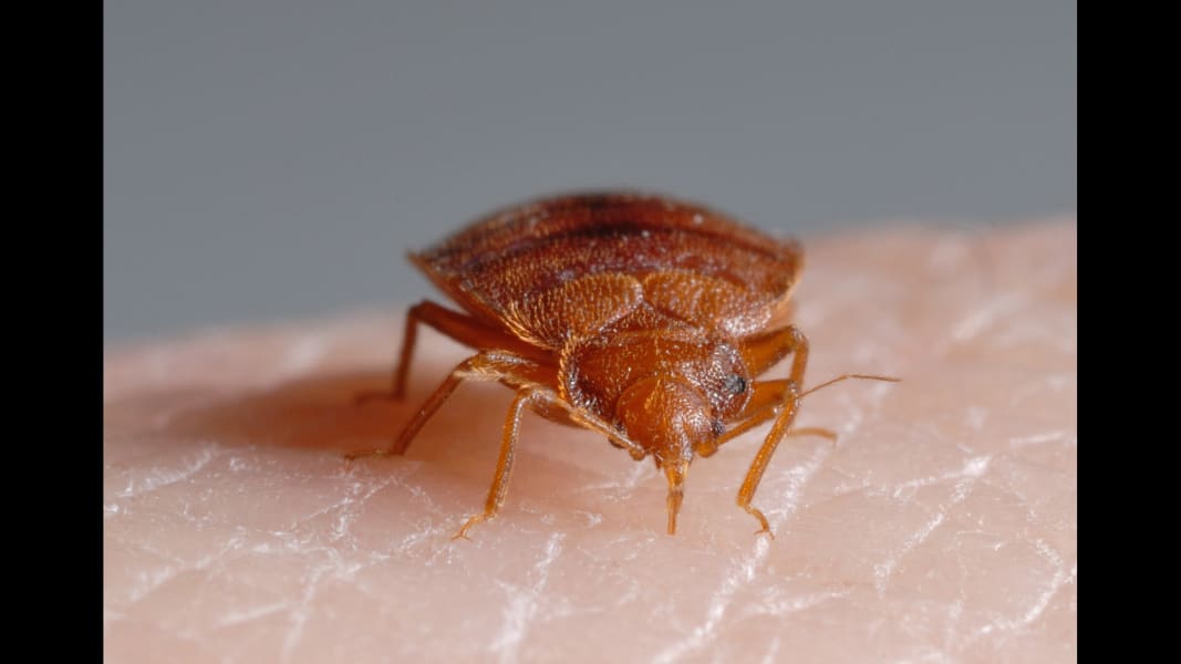 Detail Bed Bug Images Nomer 46