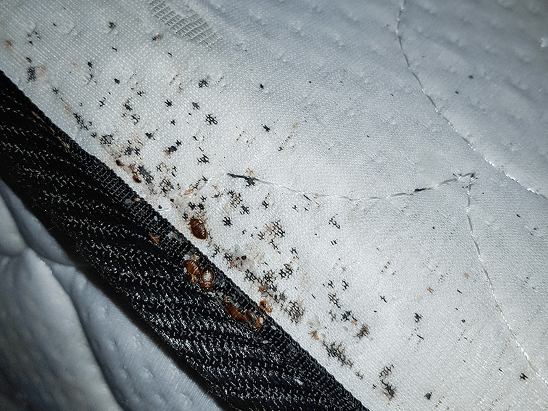 Detail Bed Bug Infestation Pics Nomer 3