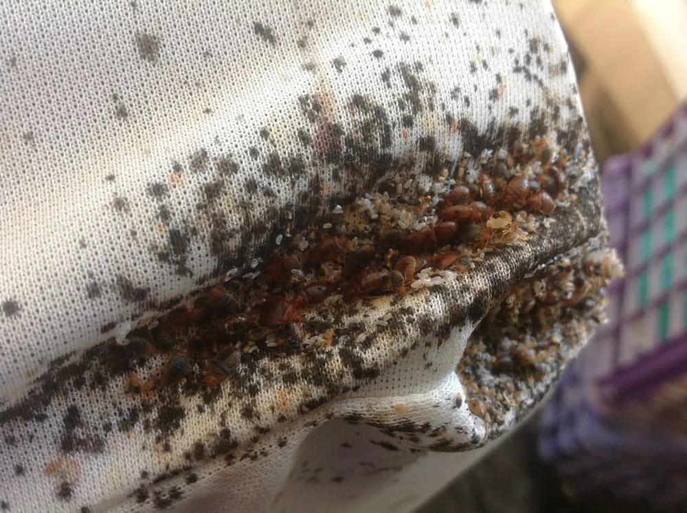 Detail Bed Bug Infestation Pics Nomer 10