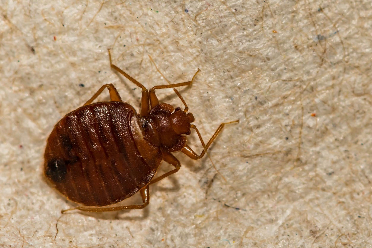 Detail Bed Bug Photos Images Nomer 13