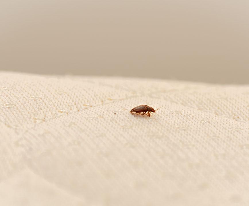 Detail Bed Bug Photos Images Nomer 35