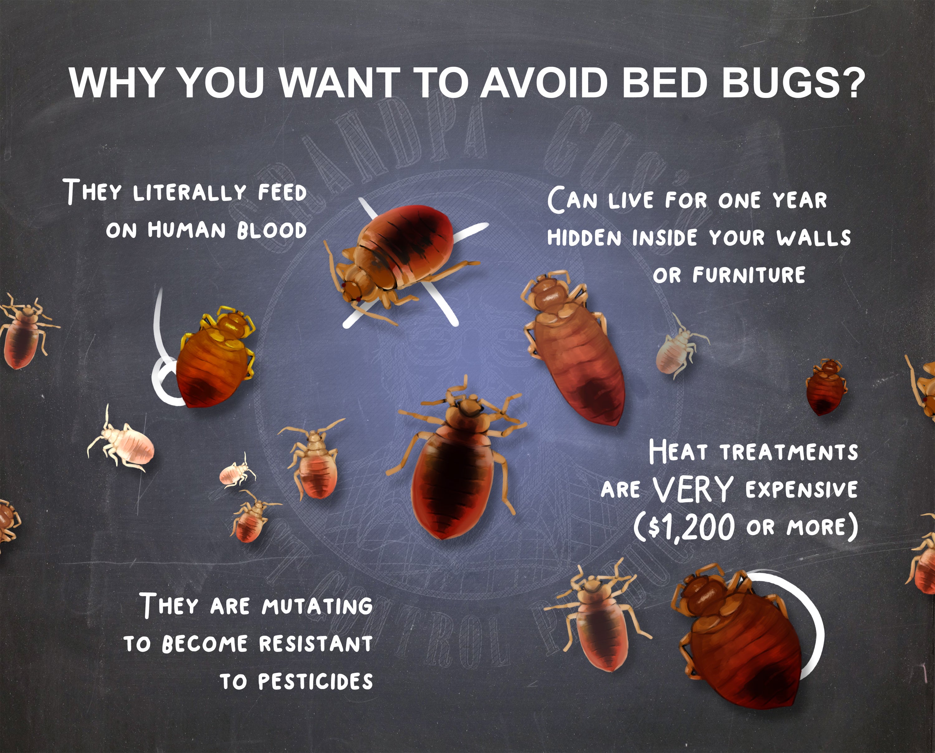 Detail Bed Bug Photos Images Nomer 37