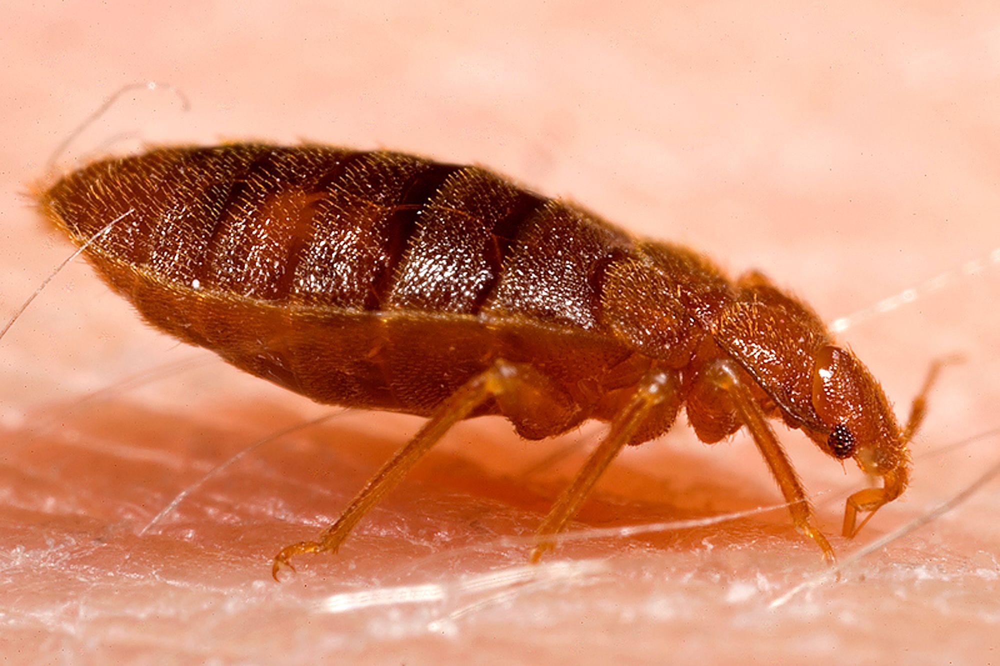 Detail Bed Bug Photos Images Nomer 53