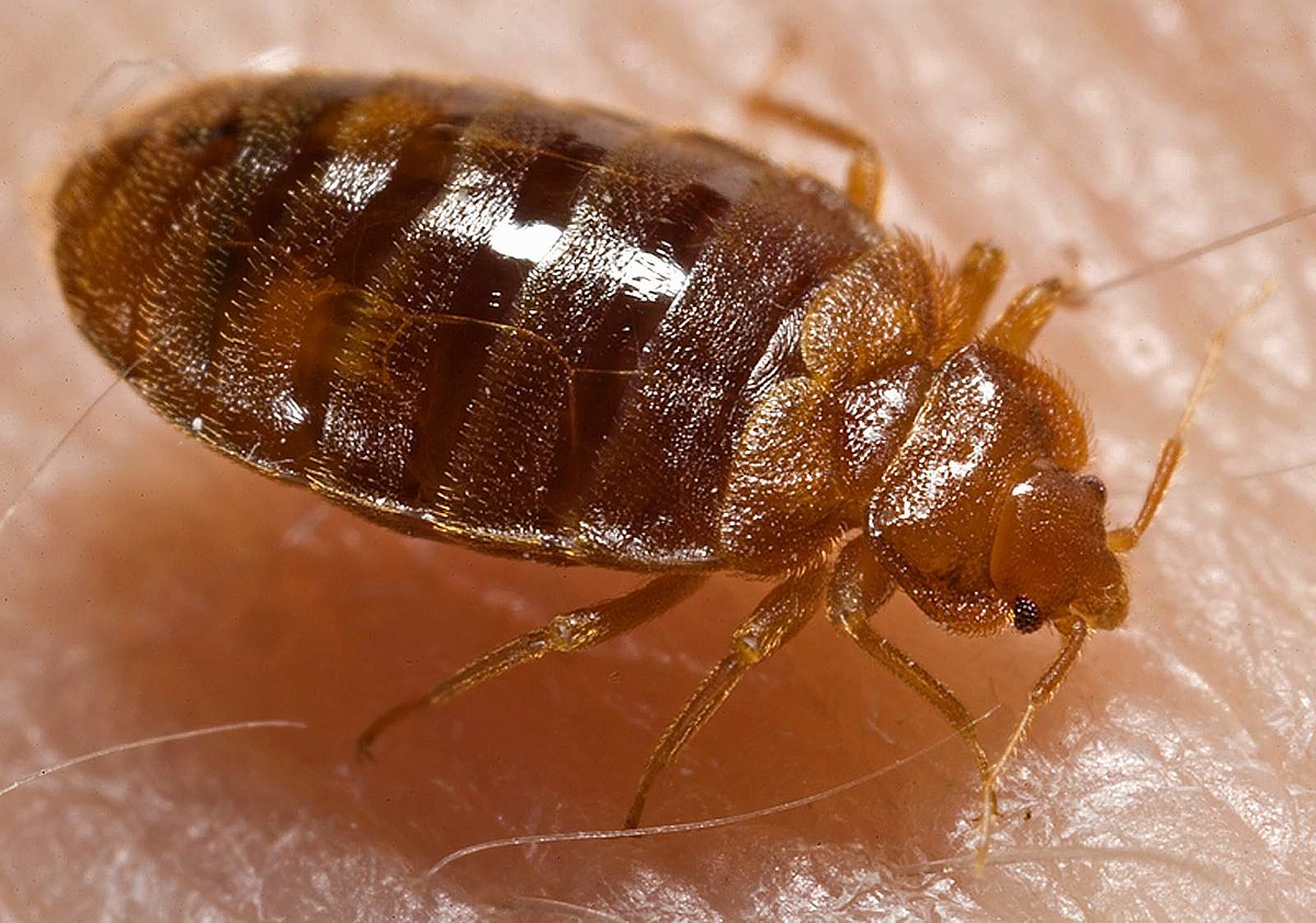 Download Bed Bug Photos Images Nomer 9