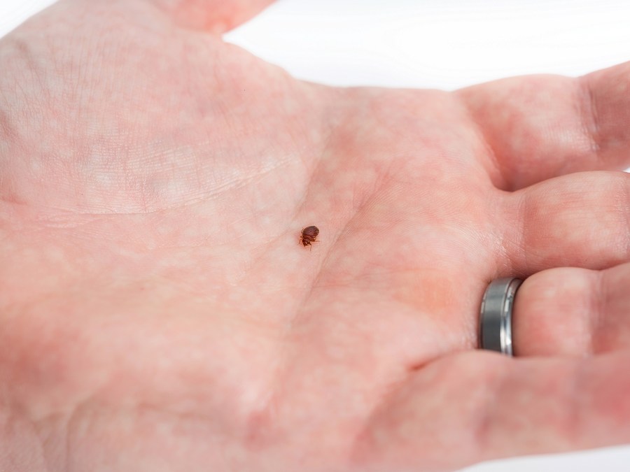 Detail Bed Bug Pics Nomer 22