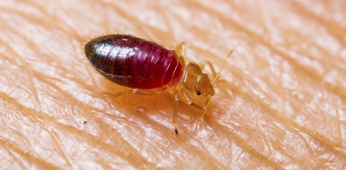Detail Bed Bug Pics Nomer 25