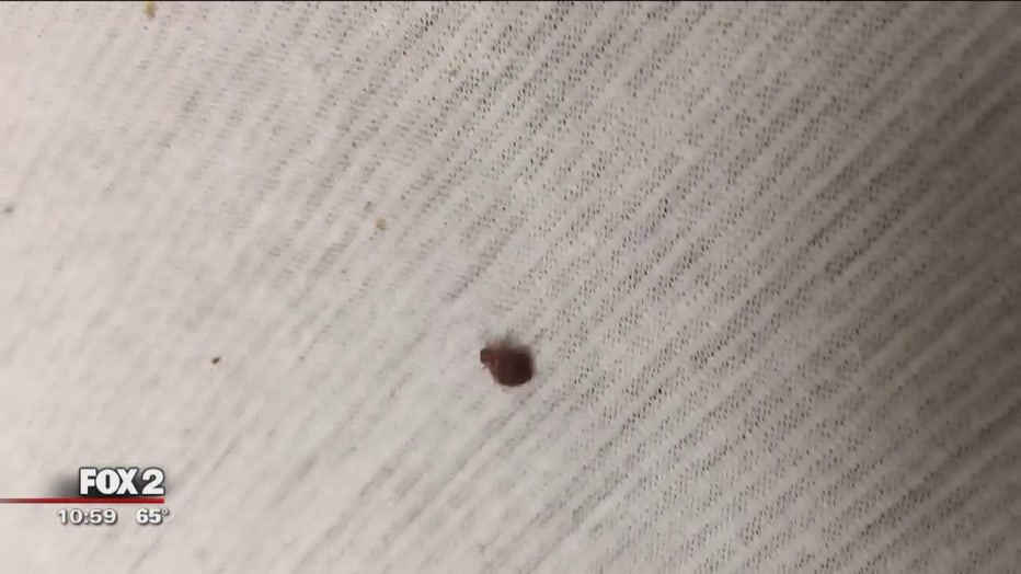 Detail Bed Bug Pics Nomer 32