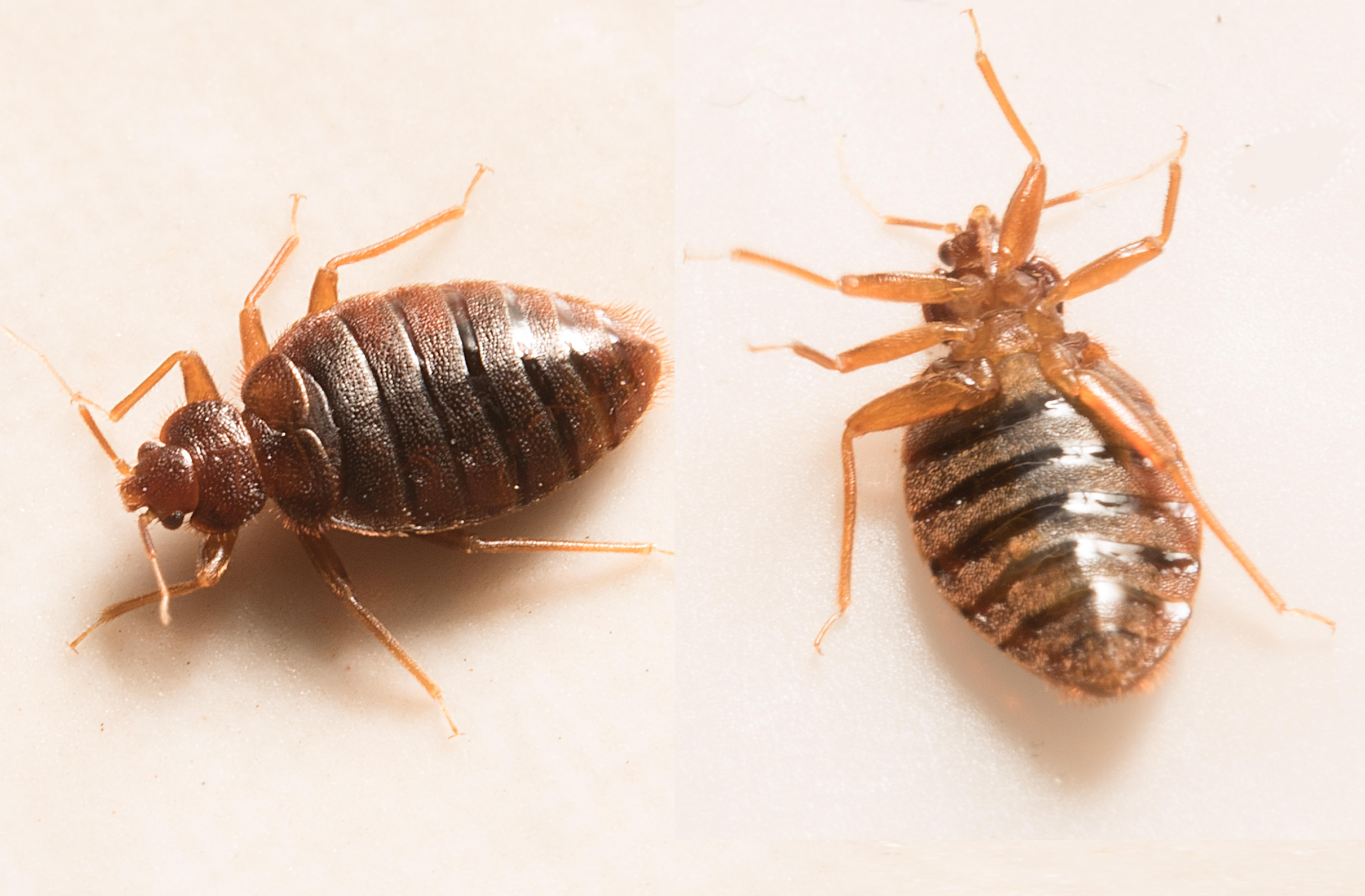 Detail Bed Bug Pics Nomer 51