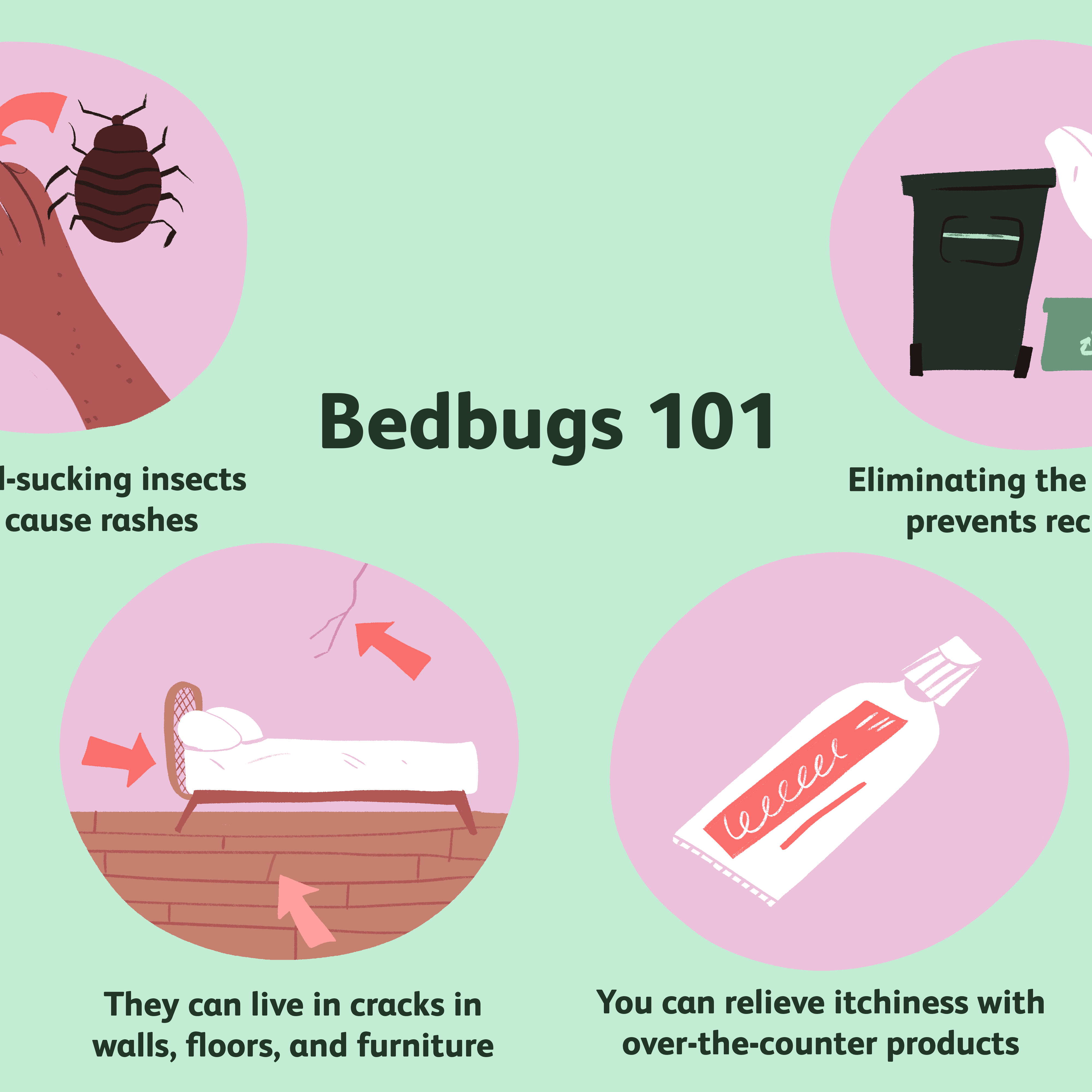 Detail Bed Bug Picture Nomer 13