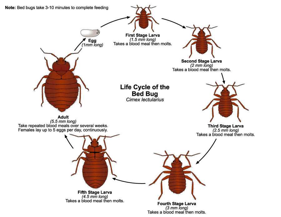 Detail Bed Bug Picture Nomer 15