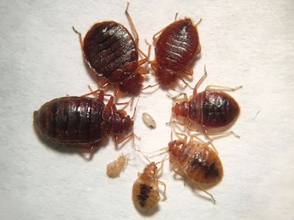 Detail Bed Bug Picture Nomer 19