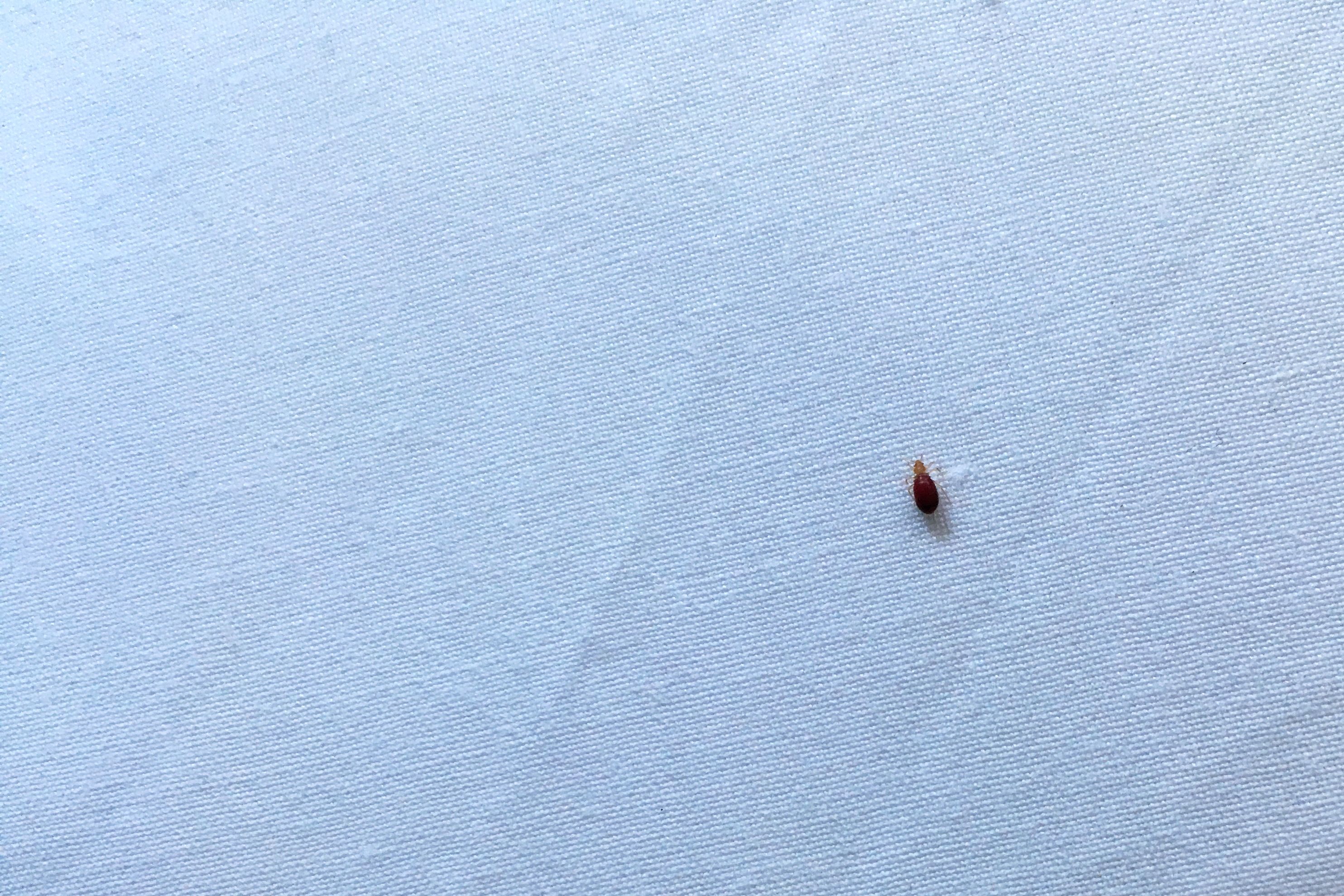 Detail Bed Bug Picture Nomer 23