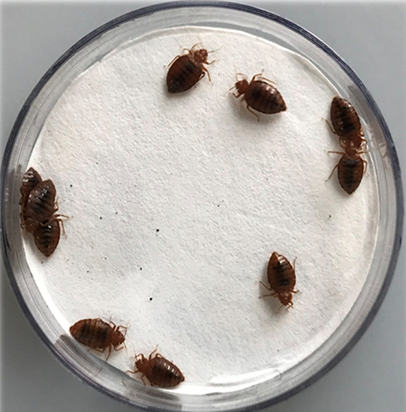 Detail Bed Bug Picture Nomer 28